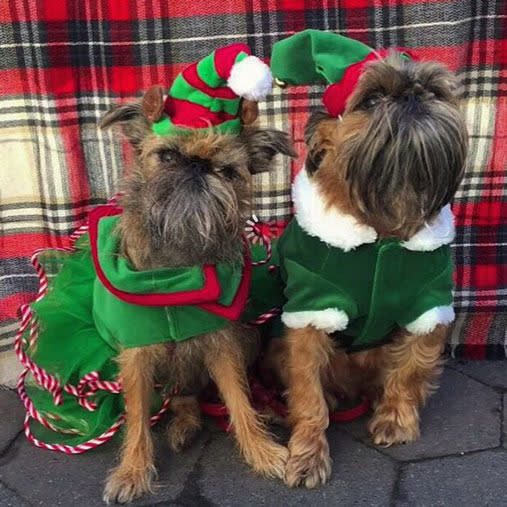 15 furry friends who do not share your Christmas spirit