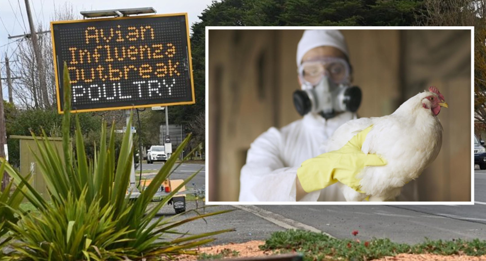 A man in hazmat holding a chicken and a sign warning of bird flu, as the virus spreads further across the country. 