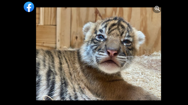 Adorable tiger cubs meet their dad for the 1st time - ABC News