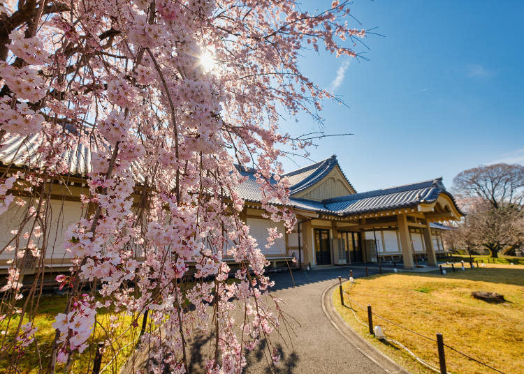 The long-blooming "Daigo of Flowers" variety loved by Toyotomi Hideyoshi