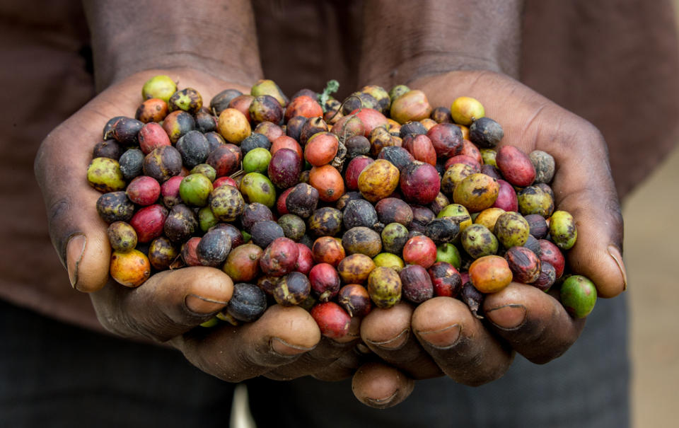 Cardano Coffee Ethipoia