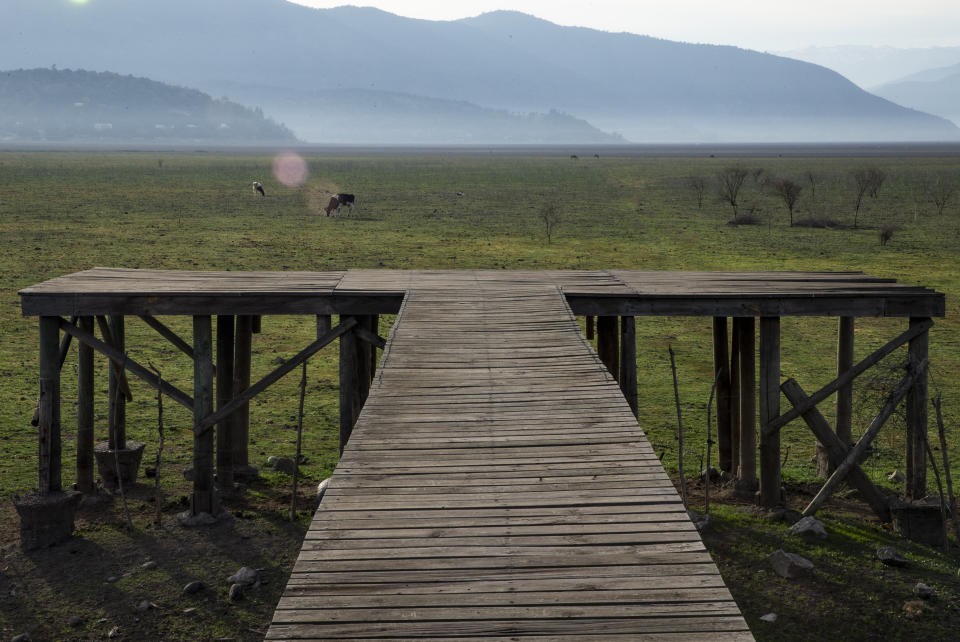 Cows graze on the floor of the the Aculeo Lagoon lake bed, as seen from a dock once surrounded by water, in Paine, Chile, Friday, Aug. 23, 2019. Despite having one of the largest fresh water reserves in the world, Chilean authorities declared an agricultural emergency this week as rural areas in the province of Santiago suffer the effects of the worst drought that has hit the area in decades. (AP Photo/Esteban Felix)
