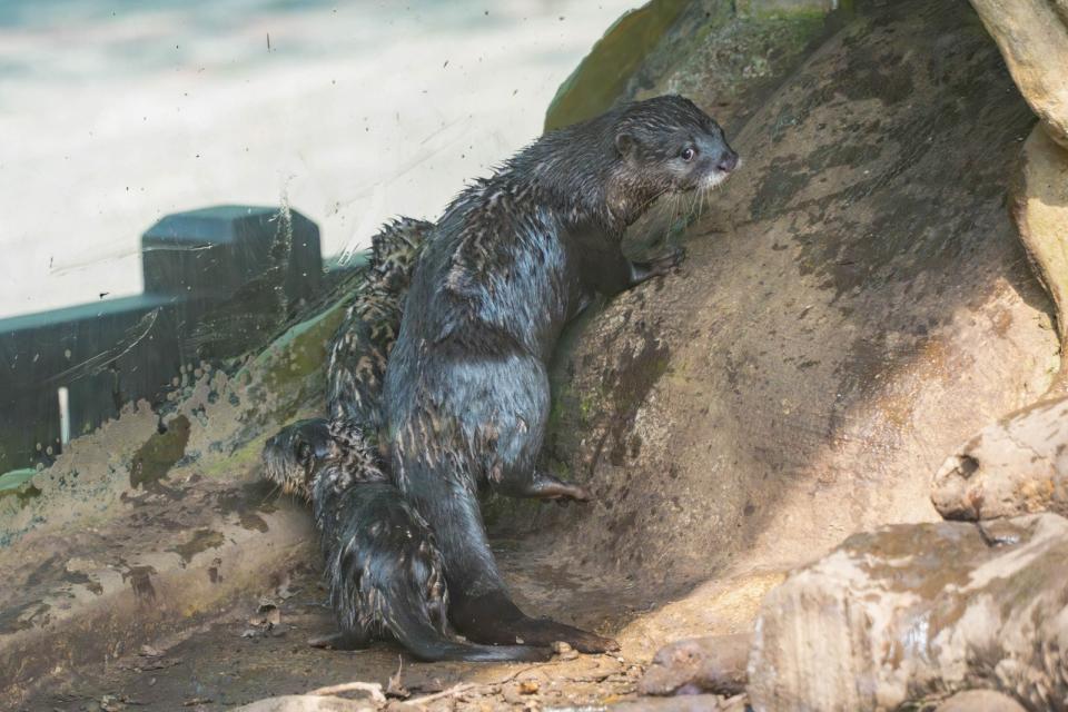 寶寶出來探索環境學走學爬坡。北市動物園提供