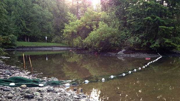 The pond where a snakehead fish was spotted has been drained by B.C.'s Ministry of the Environment in an attempt to catch the invasive species. 