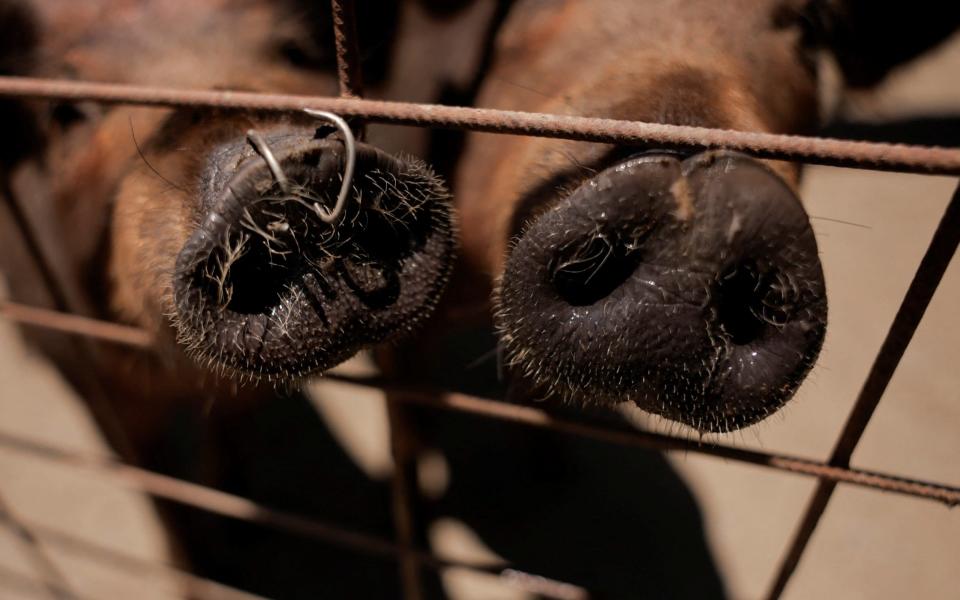 Iberian pigs sniff at a pig farm in southern Spain, earlier today