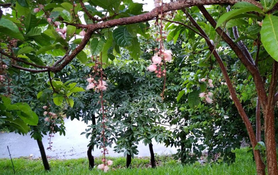 只在夏夜開花的「穗花棋盤腳」，現已陸續在八里龍米河濱公園夜晚時綻放。　（記者吳瀛洲攝）