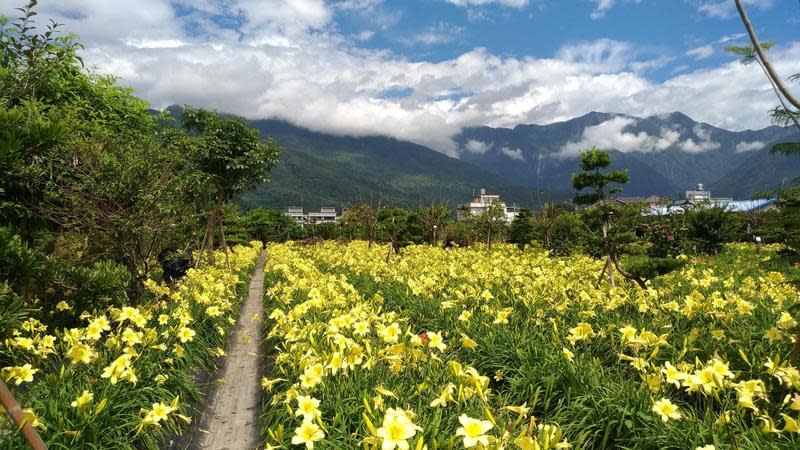 美麗金針花田，主人佛心開放與更多遊客分享。（嘉德花田提供）