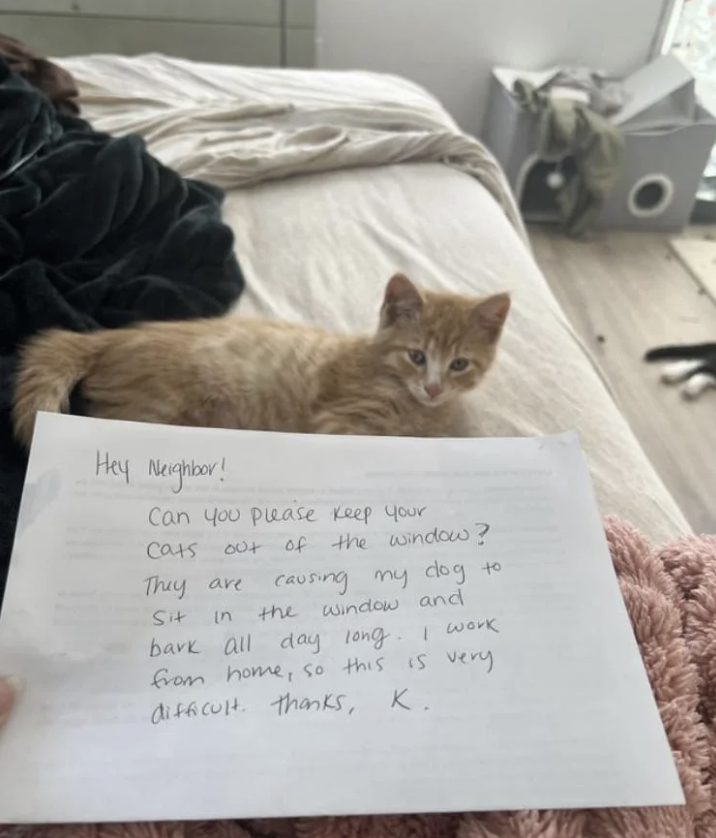 A handwritten note on a bed with a kitten. The note reads, "Hey Neighbor! Can you please keep your cats out of the window? They are causing my dog to sit in the window and bark all day long. I work from home, so this is very difficult. Thanks, K."