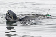 In this July 5, 2017, photo provided by Kate Cummings, is a leatherback turtle swimming in the Pacific Ocean near Moss Landing, Calif. All seven distinct populations of leatherbacks in the world are troubled, but a new study shows an 80% population drop in just 30 years for one extraordinary sub-group that migrates 7,000 miles across the Pacific Ocean to feed on jellyfish in cold waters off California. Scientists say international fishing and the harvest of eggs from nesting beaches in the western Pacific are to blame. (Kate Cummings via AP)