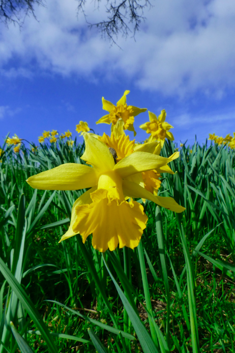 <em>Spring weather has made the ground warmer and therefore making it less likely for snow to settle (Rex)</em>