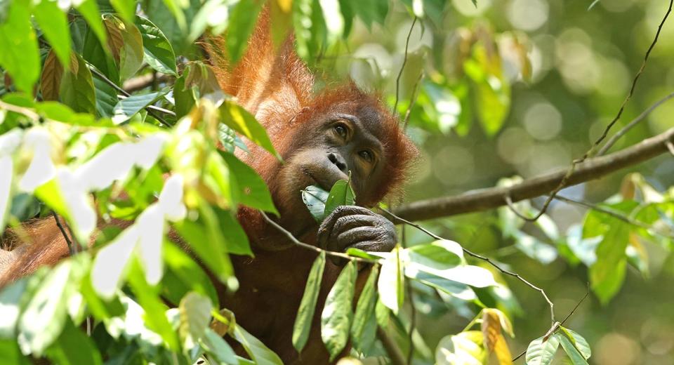 The orangutan population has more than halved in the last 15 years (Getty)