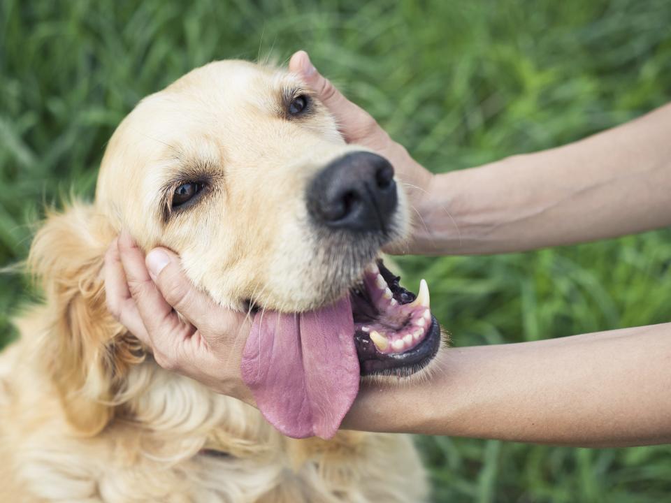 happy dog pets tongue owner petting