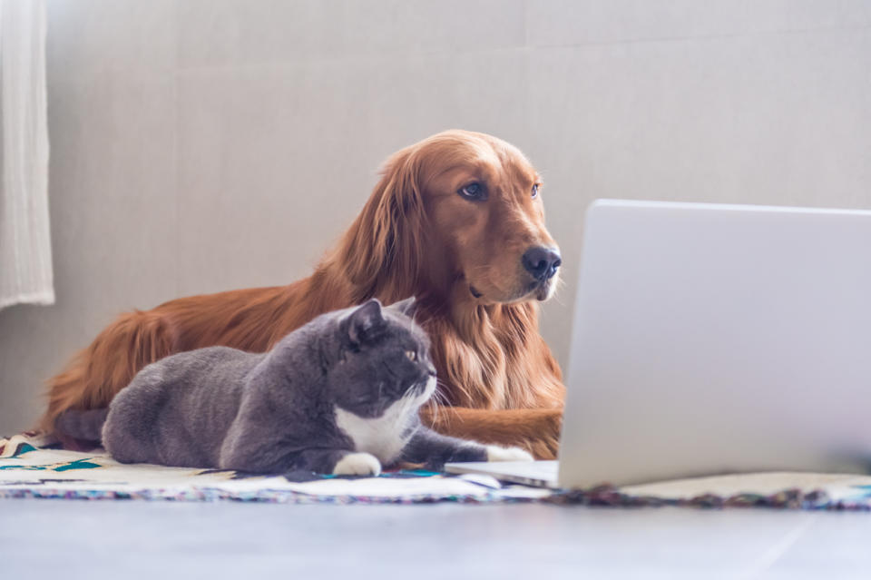 Amazon has great finds for all kinds of fur babies, from tiny paws to wagging tails. (Source: iStock)