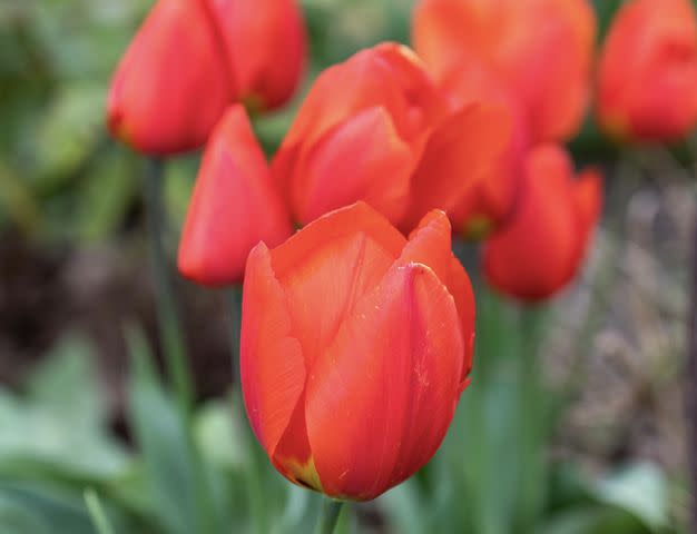 <p>AlexWonderPic / Getty Images</p> Emperor tulips (Tulipa fosteriana)