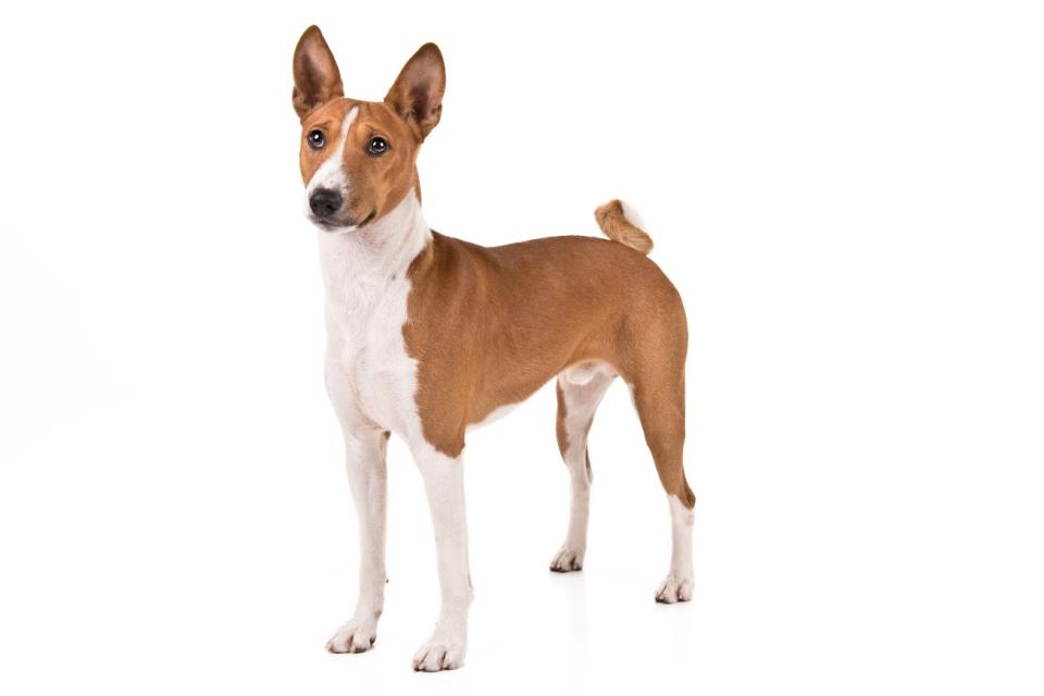 Basenji (Courtesy of the AKC)