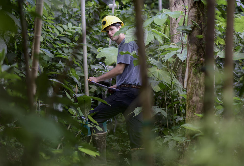 En esta imagen, tomada el 13 de febrero de 2019, el técnico Robert Tunison, que pasa entre 30 minutos y una hora observando cada hoja, recopila datos de las plantas en la selva tropical de El Yunque, en Río Grande, Puerto Rico. En esta esquina del noreste de Puerto Rico, científicos estadounidenses están intentando averiguar cómo se recuperaría la Tierra de catástrofes climáticas con temperaturas cada vez más altas. (AP Foto/Carlos Giusti)