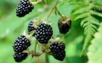 <p>Die Brombeere schaffte es auf Platz 38 der gesündesten Lebensmittel. Wenn Sie häufig Brombeeren essen, schützen Sie Ihre Zellen vor freien Radikalen und stärken Ihr Immunsystem. Die dunklen Beeren wirken sich außerdem durch das enthaltene Provitamin A positiv auf den Sehnerv aus und regen obendrein die Verdauung an. (Bild: iStock / syaber)</p> 