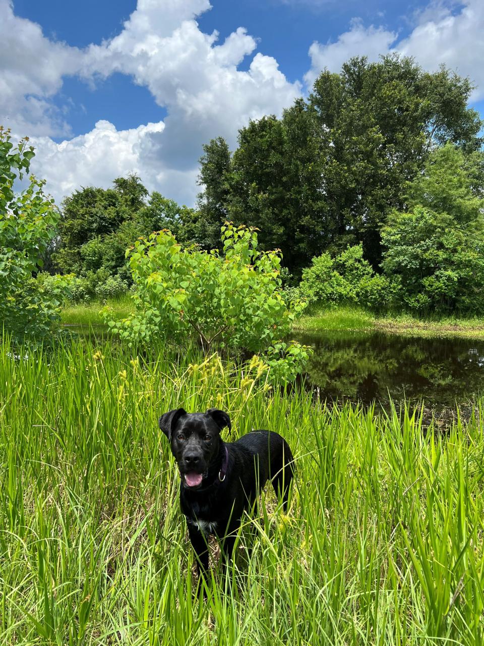 Toby, pictured here, was eaten by an alligator at the J. R. Alford Greenway Trail on June 6.