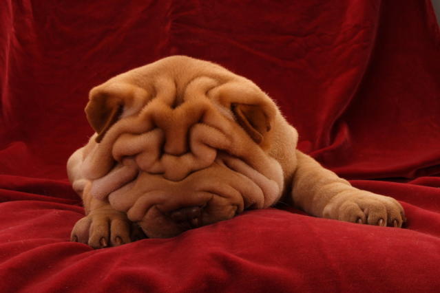 Shar sales pei snoring