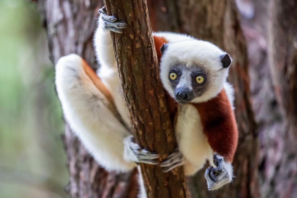 Verreaux's Sifaka lemur - getty