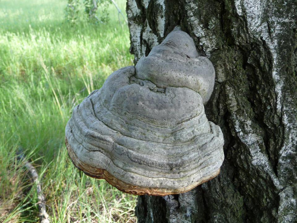 最新發表在《科學進展》（Science Advances）上的研究，則是把木蹄層孔菌（Fomes fomentarius），視為取代塑膠的明日之星。圖片來源：Wikipedia