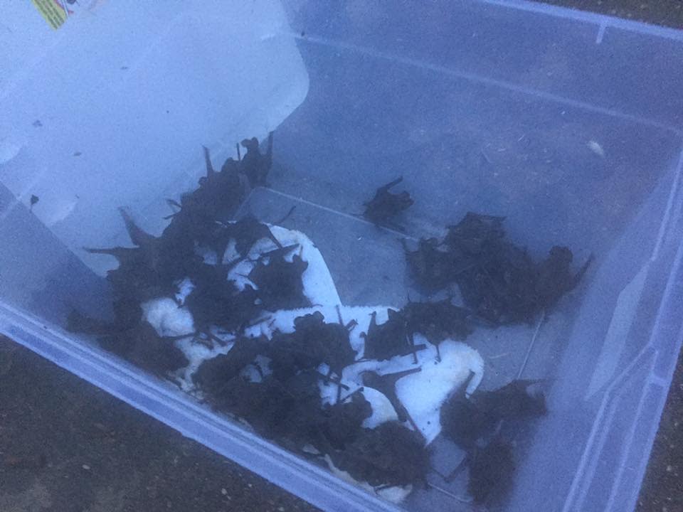 Some of the bats rescued from their colony’s sleeping place under the Waugh Bridge near downtown Houston. (Photo: Courtesy of Jacob Calle)