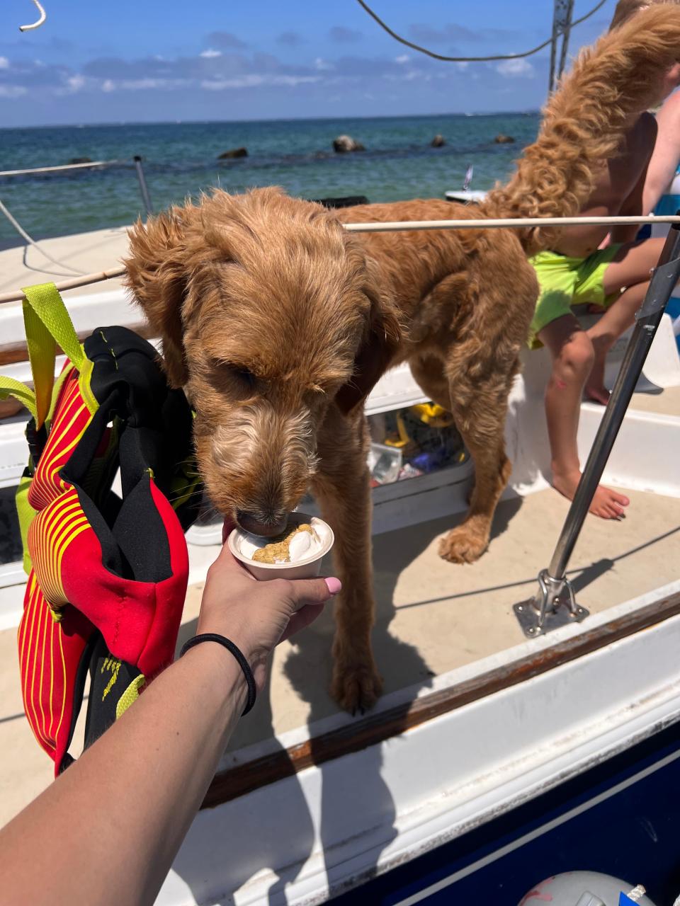 Fiona, with the Kirk family, is loving her pup cup in early July at West Falmouth Harbor.