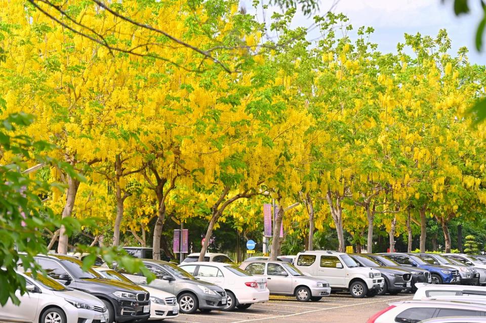 台中霧峰│亞洲大學阿勃勒黃金步道