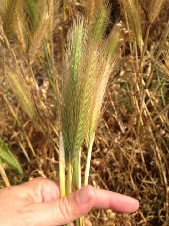 Foxtail Barley (iNaturalist)