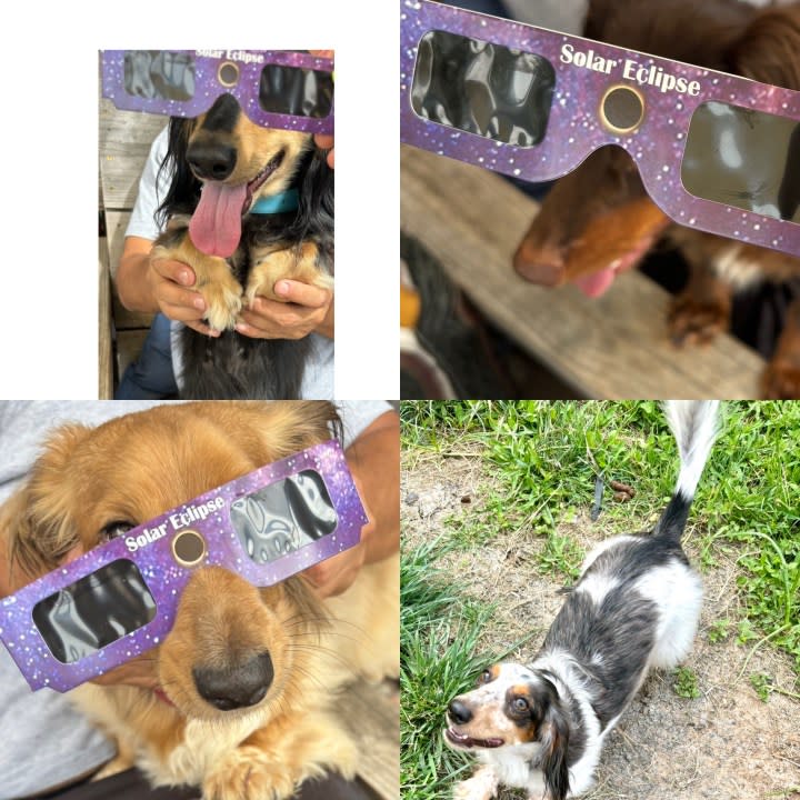 Dachshunds Sire, Duchess, Lourdes, and Bishop awaiting the total solar eclipse in Central Texas on April 8, 2024. (Courtesy: Robyn Hefner)