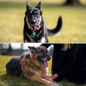 Their New Home President Joe Biden Dogs Major Champ Arrive White House