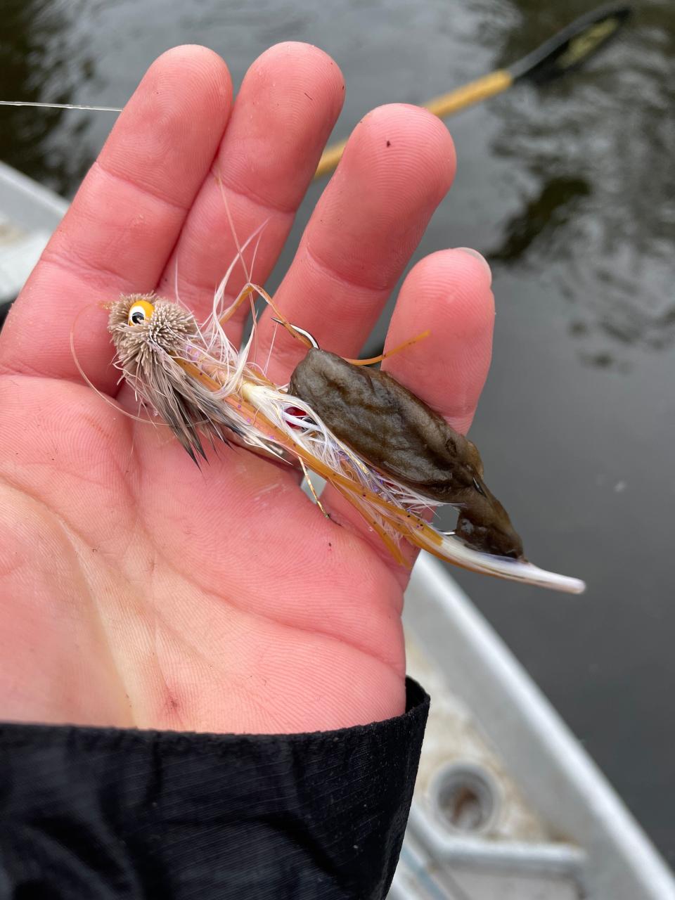 Didymo, or rock snot, is seen snagged on a fishing lure 
in the Upper Manistee River in Kalkaska County in this November 14, 2021 photo.