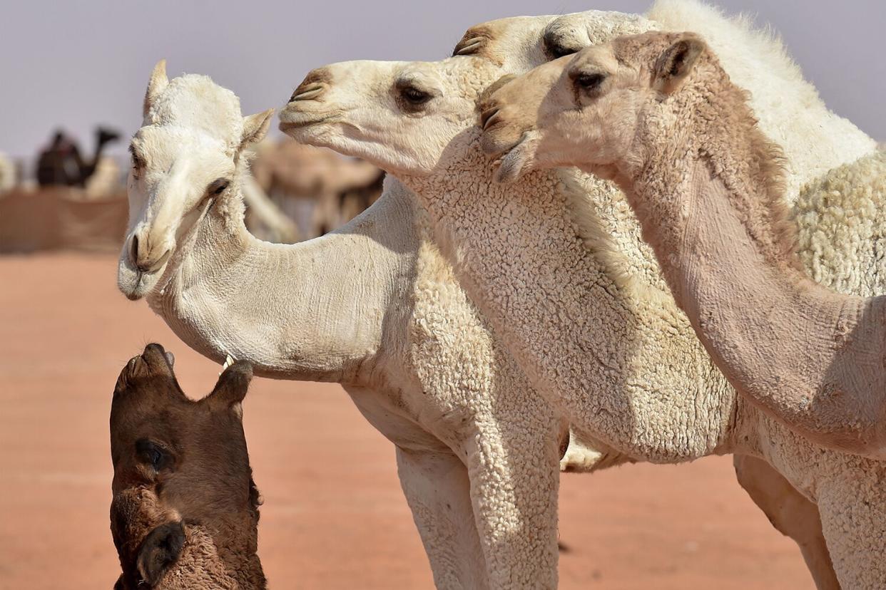 camel botox