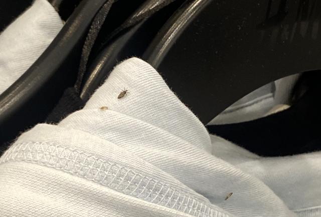 An H&M Store in NYC Closes After Employee Shares Photo Showing Bugs on  Clothing