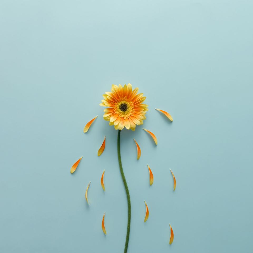 Flowering plant, Flower, Petal, Plant, Yellow, Orange, chamomile, Gerbera, Wildflower, Plant stem, 