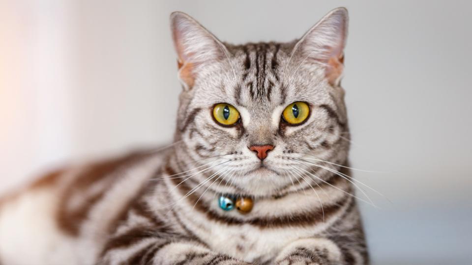 Close up of American Shorthair lying down and looking at camera