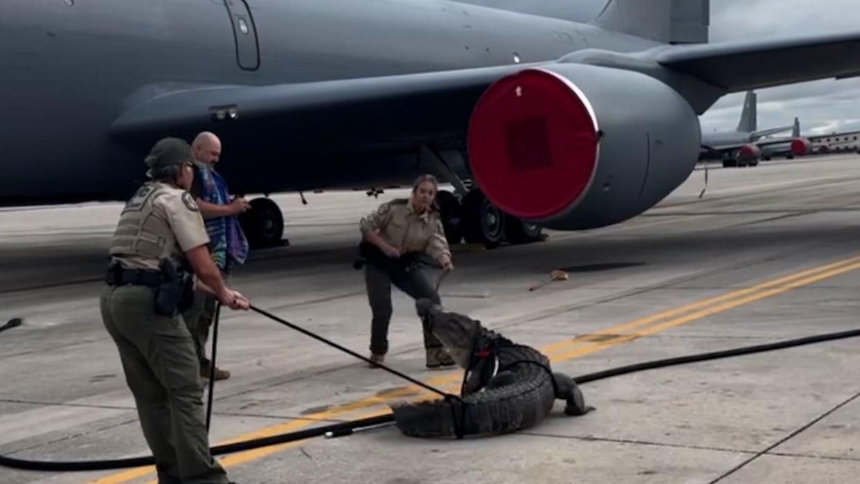 A large alligator walked onto the tarmac at MacDill Air Force Base south of Tampa, and parked itself until Florida Fish and Wildlife Commission arrived to remove it. Not without a fight though.