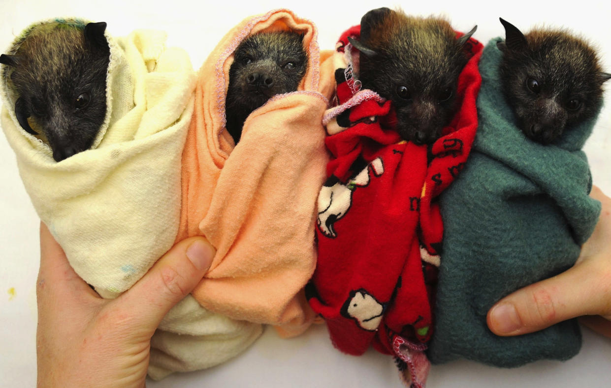 https://www.gettyimages.co.uk/detail/news-photo/four-baby-flying-foxes-are-prepared-to-be-fed-at-a-news-photo/83891848?adppopup=true