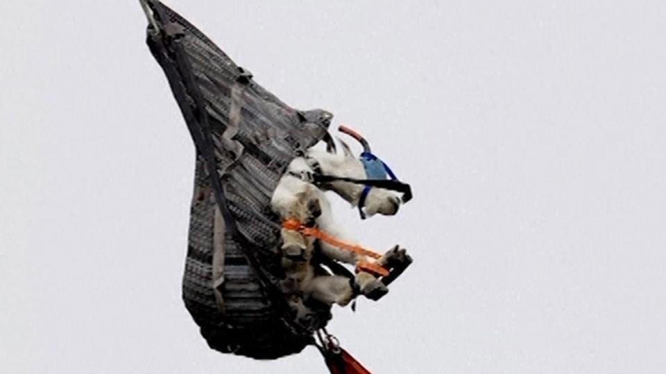 For the second straight summer, mountain goats are flying in Olympic National Park.Officials this week began rounding up the sure-footed but non-native mammals from remote parts of the park, where humans introduced them in the 1920s, to relocate them to the Cascade Mountains, where they do belong.Animal capture specialists called “gunners” and “muggers” sedate the animals with darts or capture them in nets, blindfold them, pad their horns and fly them — on slings dangling from a helicopter — to a staging area. There, they're looked over by veterinarians and outfitted with tracking collars before being trucked to the Cascades and once again flown by helicopter, this time into their new alpine habitats.The relocations began last year, following a years-long stretch of planning and public comment, with 115 of the roughly 725 mountain goats in the Olympics being moved to the Cascades.Officials captured 17 Monday and Tuesday at the start of a two-week goat relocation period, including a kid about 6 weeks old, which got a ride on a mugger's lap inside the helicopter instead of hanging beneath it.The Olympics have few natural salt licks. That makes it more likely goats there will be attracted to the sweat, urine and food of hikers, potentially endangering the hikers. One goat fatally gored a hiker in 2010.A coalition of state and federal agencies and American Indian tribes is behind the effort, which involves closing parts of the park, including the Seven Lakes Basin and Klahhane Ridge. A second two-week closure period is planned for August.“Mountain goat relocation will allow these animals to reoccupy historical range areas in the Cascades,” Jesse Plumage, a U.S. Forest Service wildlife biologist, said in a news release.The capture of the goats was contracted out to Leading Edge Aviation, a company that specialises in animal capture and relocation.The Washington Department of Fish and Wildlife plans to release the goats at six sites in the Cascades. They include the Chikamin area in the Okanogan-Wenatchee National Forest, Preacher Mountain in the Mount Baker-Snoqualmie National Forest, Hardscrabble Ridge and mountain peaks south of Darrington.Rich Harris, the Washington Department of Fish and Wildlife biologist leading the agency's work to move the goats, told The Seattle Times this month that of those relocated last year, about 65 to 70 survived the winter. Half of the 10 relocated kids survived, he said.Agencies contributed to this report