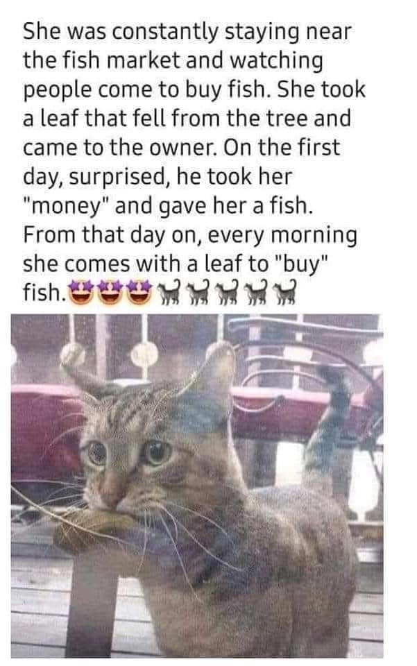 Cat hanging out by a fish market watching people buy fish gave the owner a leaf that fell from a tree and got a fish for her "money," so now she comes every morning with a leaf to "buy" fish