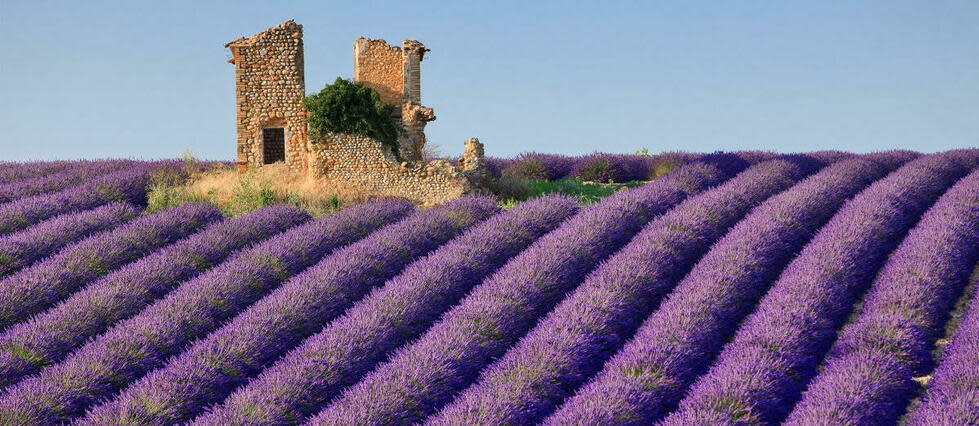 La lavande de Provence pourrait bientôt être classée au patrimoine mondial de l'Unesco. (image d'illustration)
