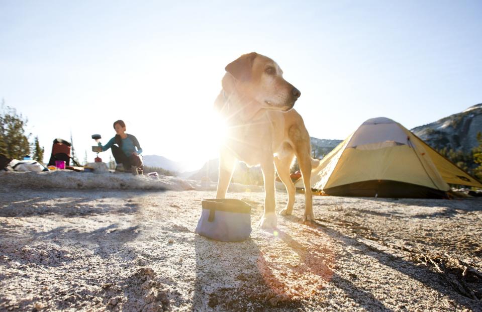 25 Genius Ideas for Camping With Your Dog