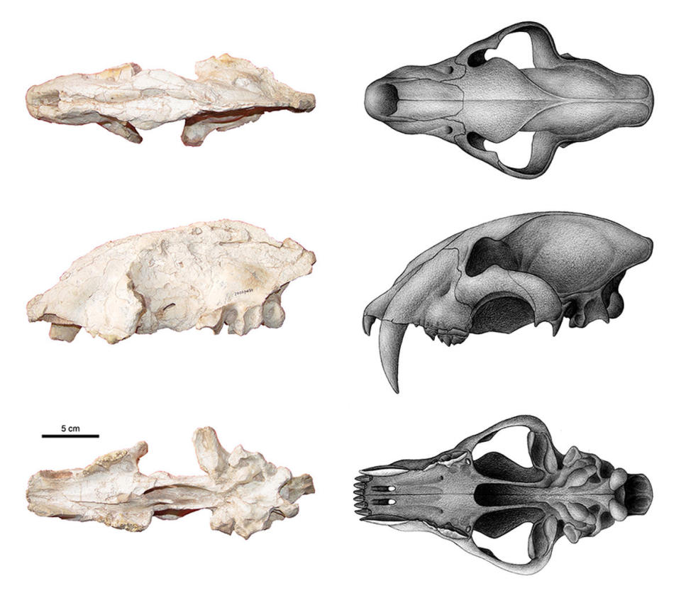 M. horribilis's skull shares features with both primitive sabertooths and modern big cats. <cite>Courtesy of T. Deng/IVPP, artwork by Y. Chen</cite>