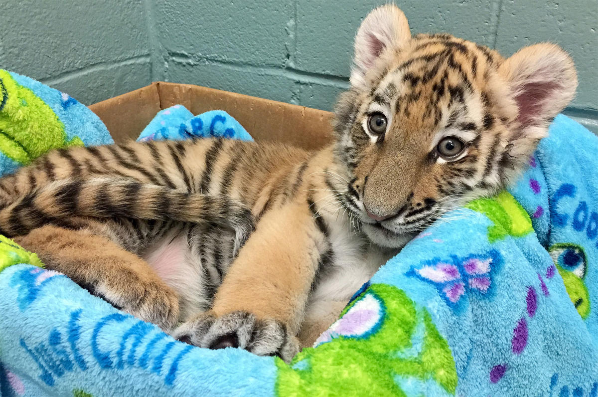 real cute baby tiger
