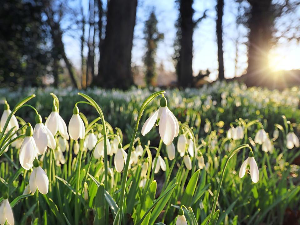 Snowdrop Flowers in a Forest