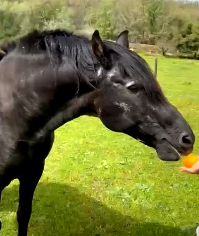 Fantástico, el caballo al que han dado de comer