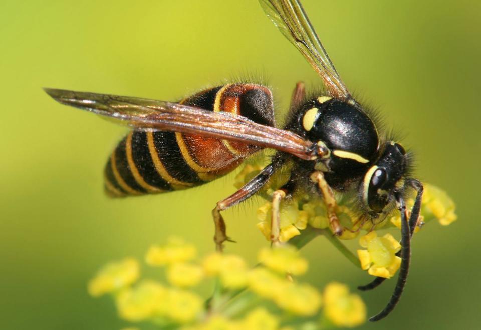 Las abejas ejercen un papel esencial como polinizadoras. <a href="https://es.wikipedia.org/wiki/Archivo:Vespula_rufa_on_bupleurum_falcatum_Richard_Bartz.jpg" rel="nofollow noopener" target="_blank" data-ylk="slk:Richard Bartz / Wikimedia Commons;elm:context_link;itc:0;sec:content-canvas" class="link ">Richard Bartz / Wikimedia Commons</a>, <a href="http://creativecommons.org/licenses/by-sa/4.0/" rel="nofollow noopener" target="_blank" data-ylk="slk:CC BY-SA;elm:context_link;itc:0;sec:content-canvas" class="link ">CC BY-SA</a>