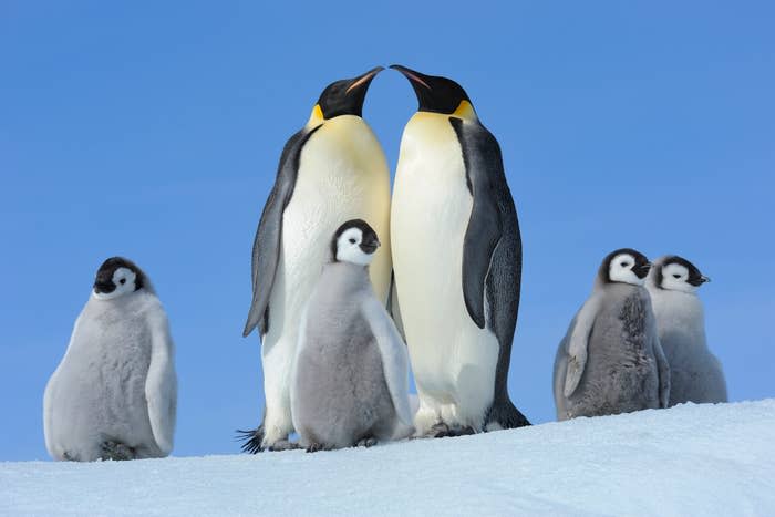 Two adult penguins touch beaks while standing on snow, surrounded by four fluffy penguin chicks