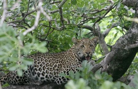 File photo of a leopard perching in a tree in South Africa's Kruger National Park, December 10, 2009. REUTERS/Mike Hutchings