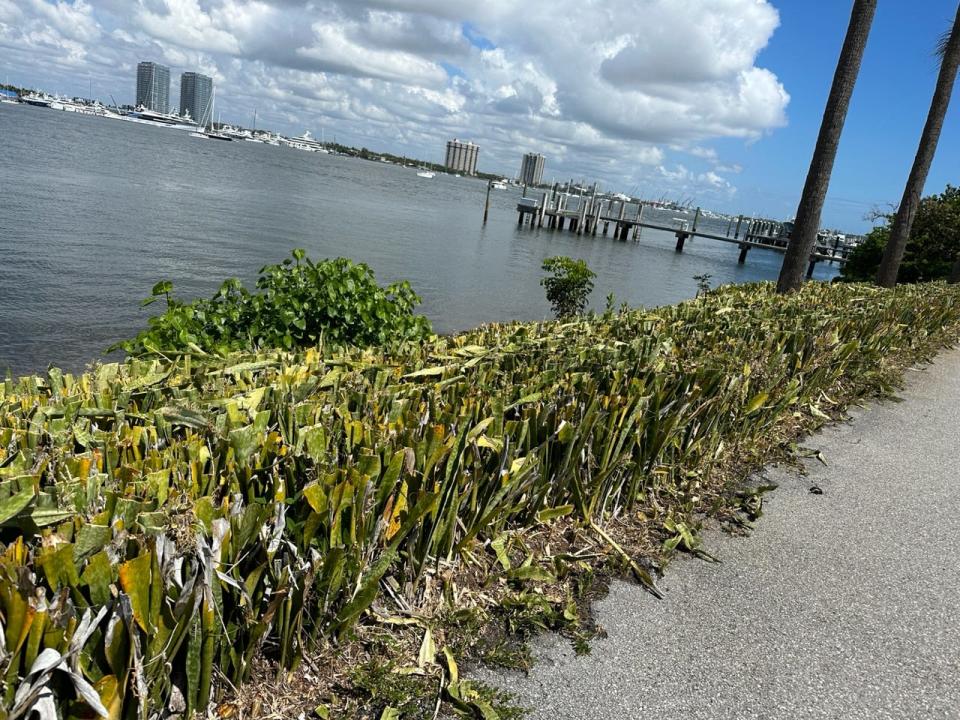 The invasive plant sansevieria grows along the Intracoastal Waterway. Its roots are growing into the macadam of the Lake Trail.